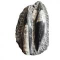 Orthocera fossil plade