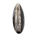 Orthocera lille fossil plade