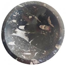 Orthocera Fossil skål