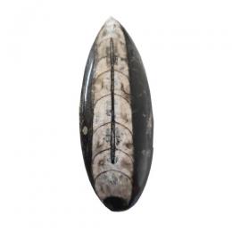 Orthocera lille fossil plade